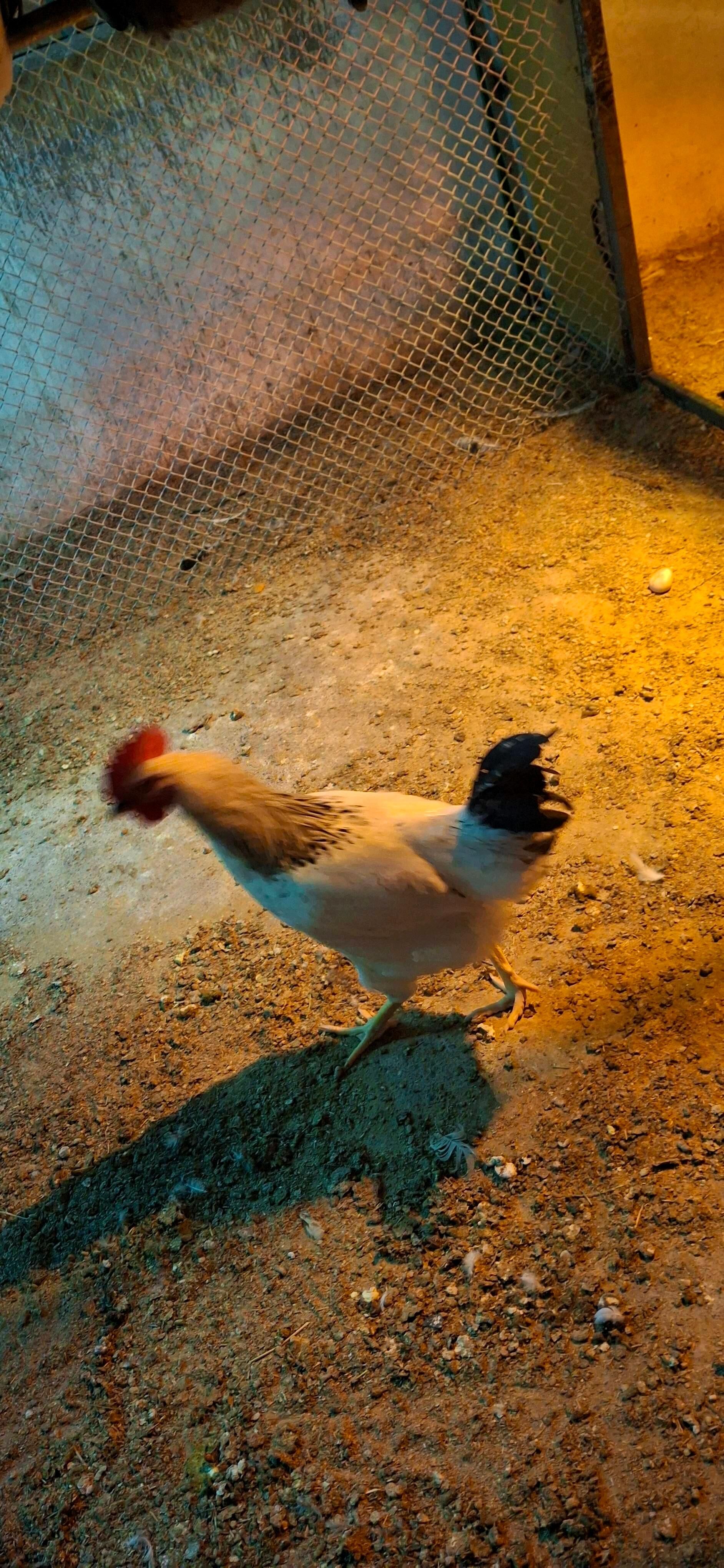 towuk ýumurtgasy dominat, ýerl - Büzmeýin - img 9