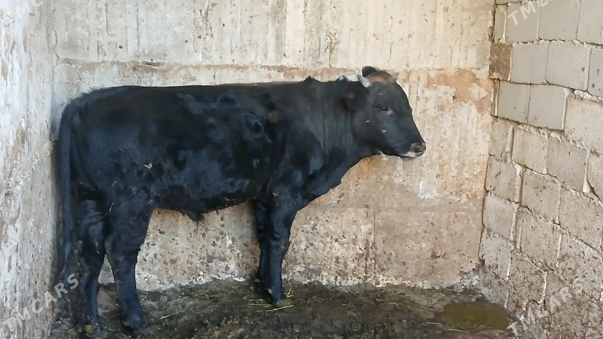 öküz - Бузмеин - img 1