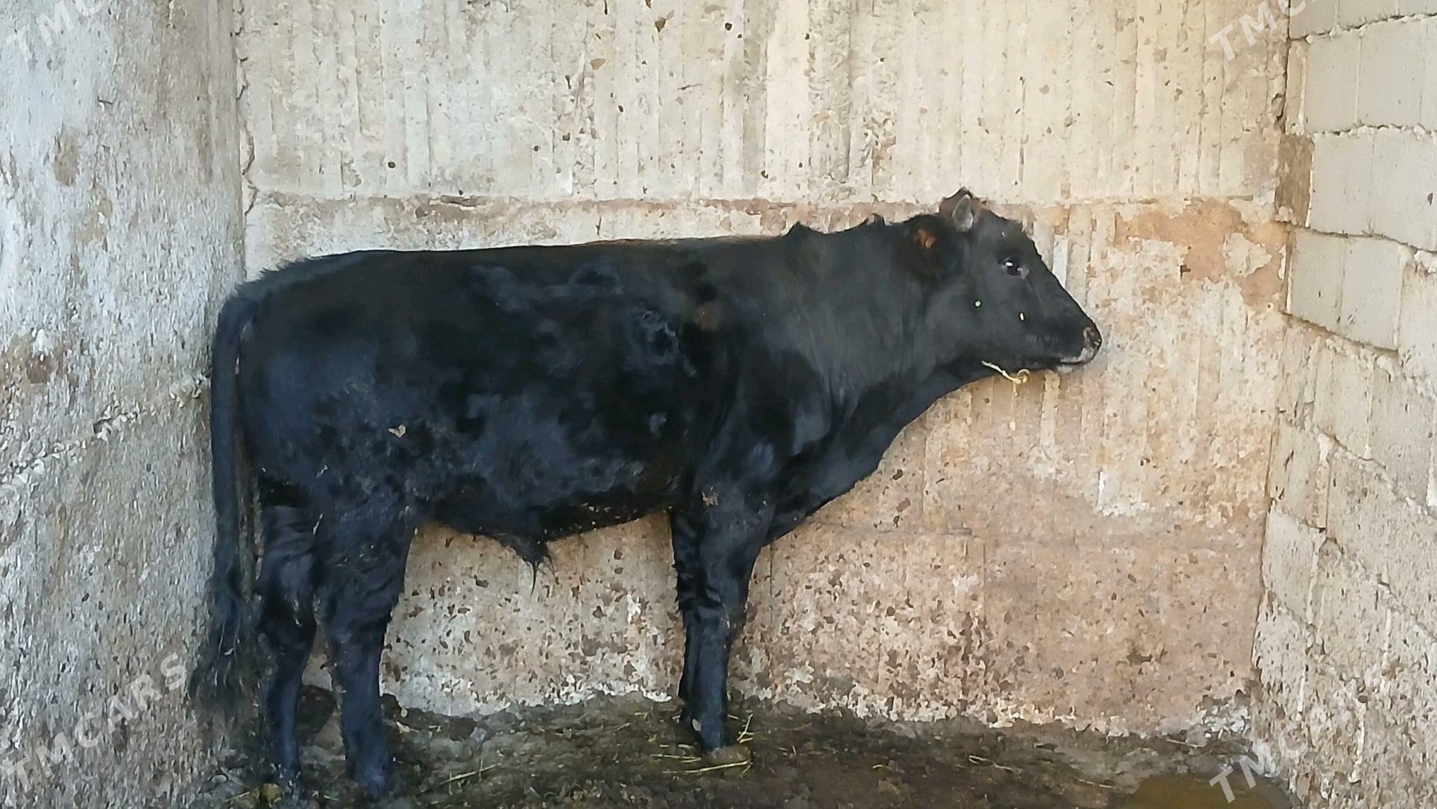 öküz - Бузмеин - img 2