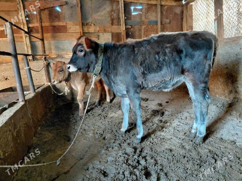 okuz tuwe - Багир - img 2