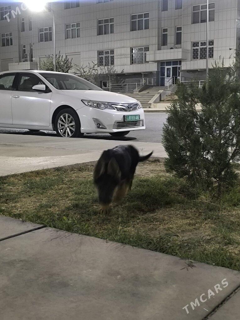 Ofçarka nemec arassa paroda - Гуртли - img 5