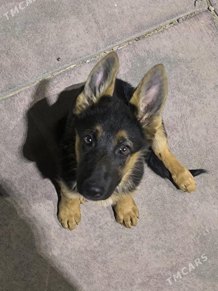 Ofçarka nemec arassa paroda - Гуртли - img 2