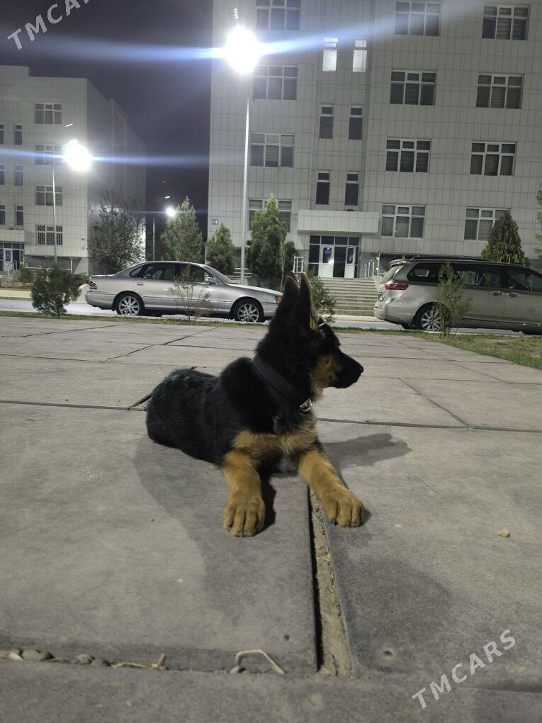 Ofçarka nemec arassa paroda - Гуртли - img 3