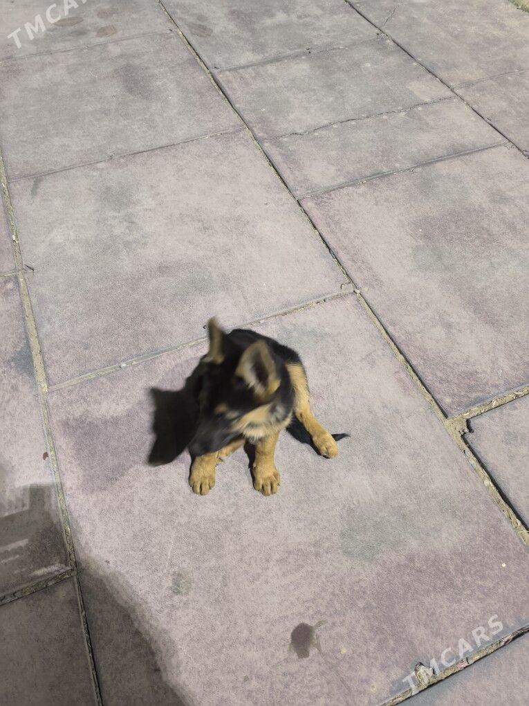 Ofçarka nemec arassa paroda - Гуртли - img 4