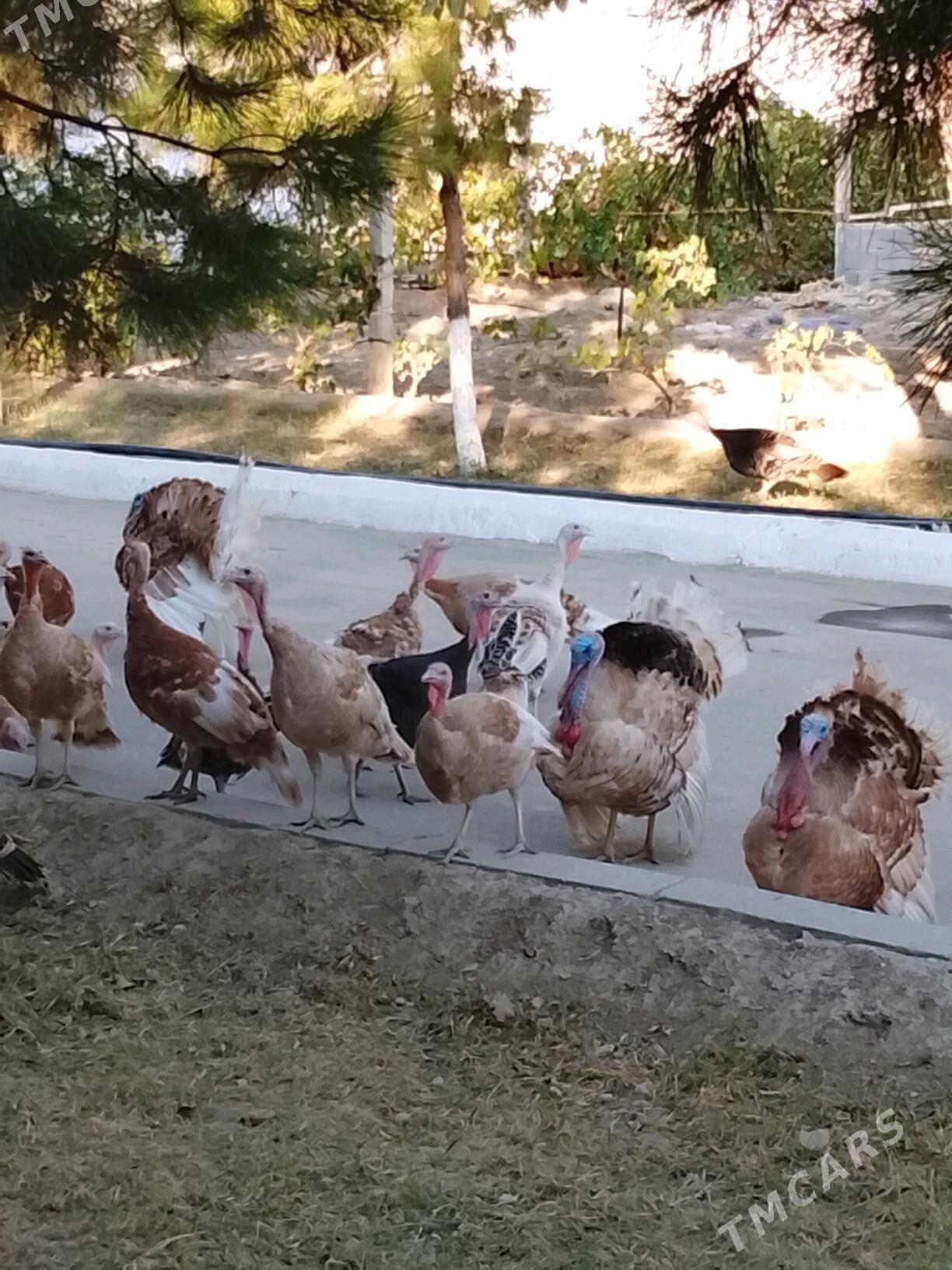 indyuk yumurtga - Бузмеин - img 2