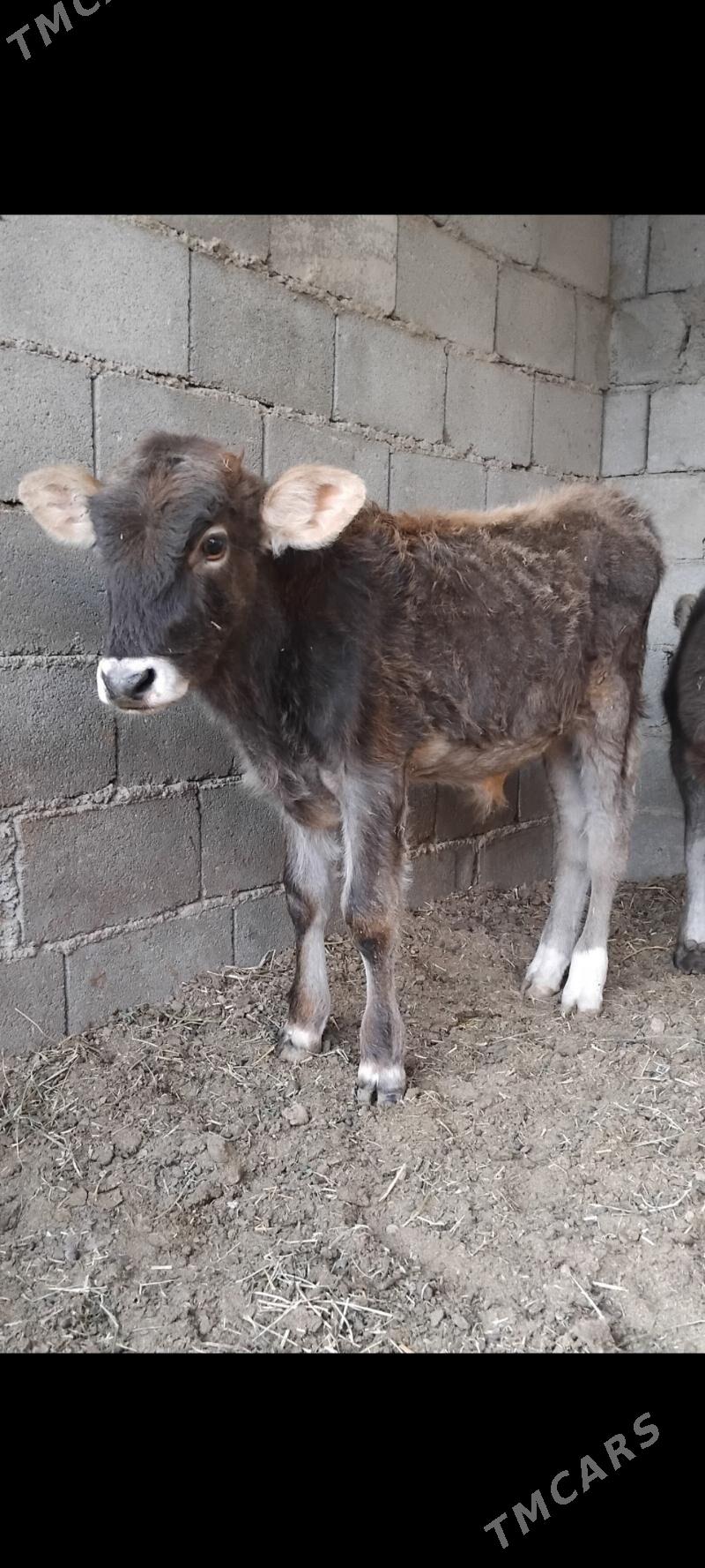 2.ŞWES OKUZ - Бузмеин - img 1