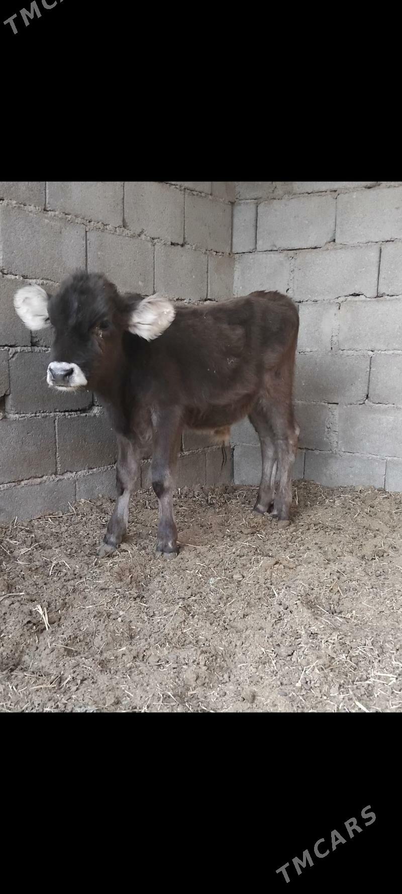 2.ŞWES OKUZ - Бузмеин - img 2