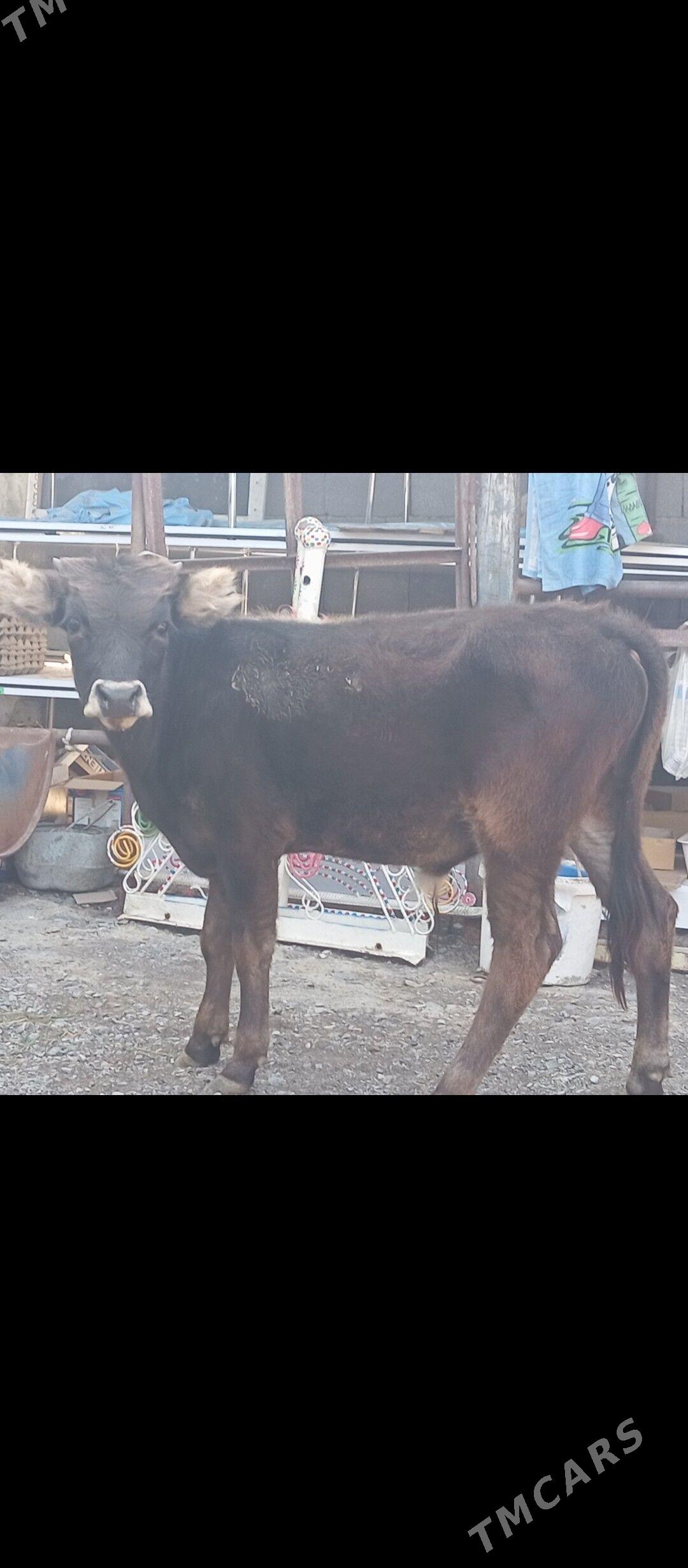 öküz we tüwe - Büzmeýin - img 1