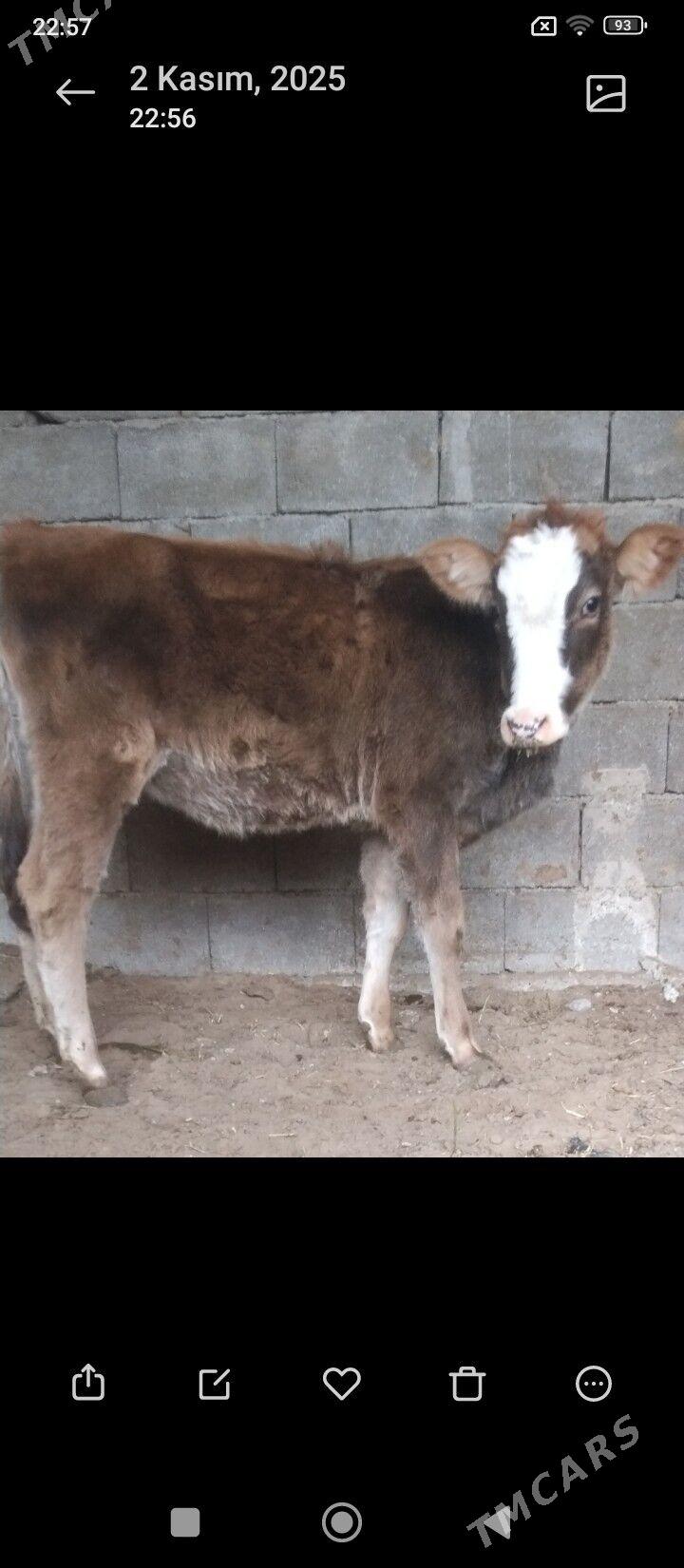 öküz we tüwe - Büzmeýin - img 2