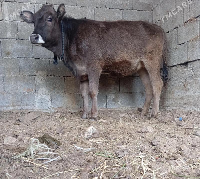 öküz we tüwe - Büzmeýin - img 3