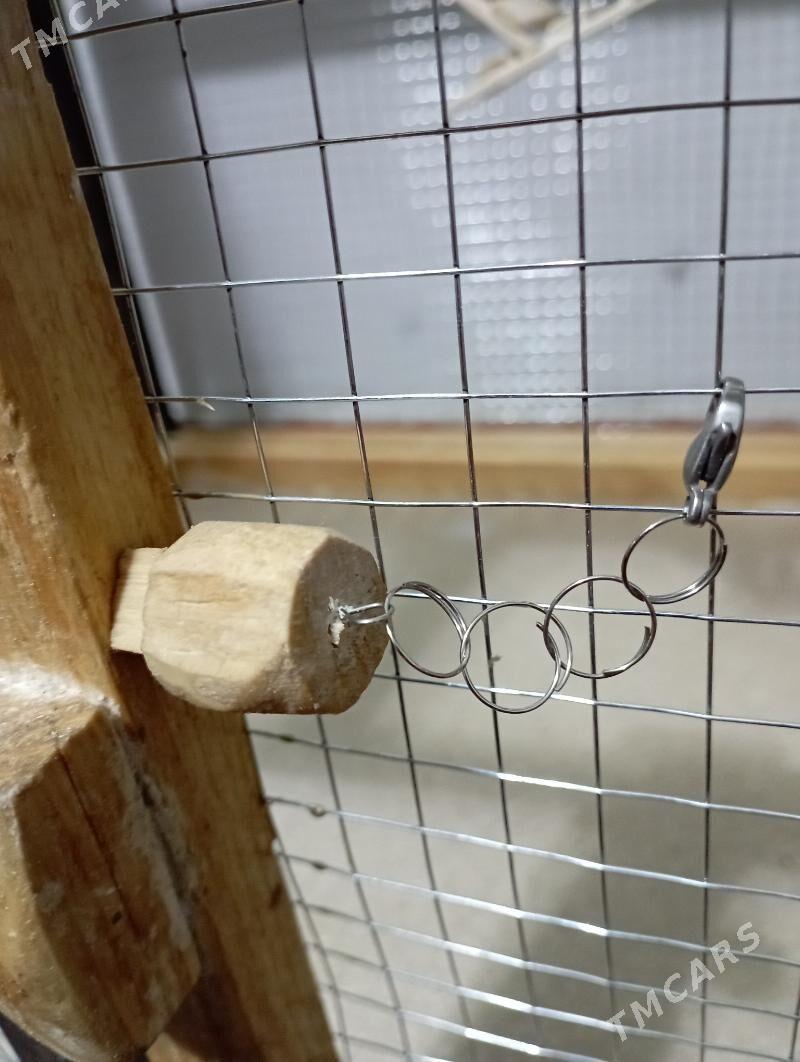 🦜 KUŞ KETEK 🦜 - Türkmenabat - img 3