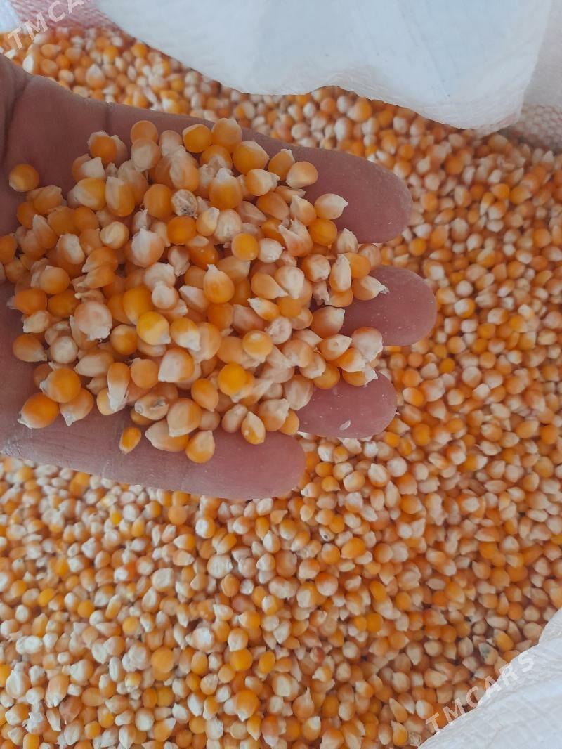 Diş mekge - Halaç - img 2