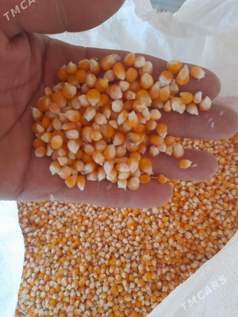 Diş mekge - Halaç - img 1