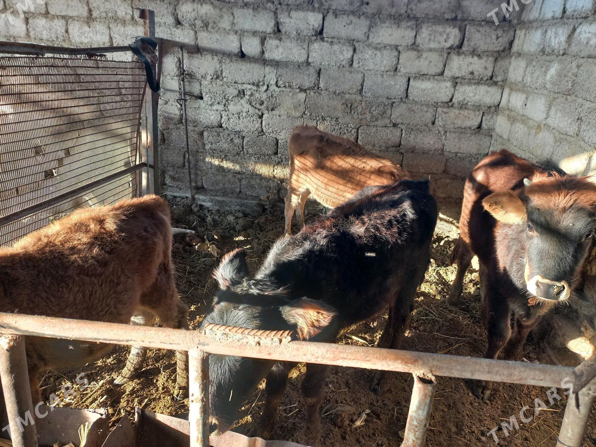 gole - Ýaşlyk - img 1