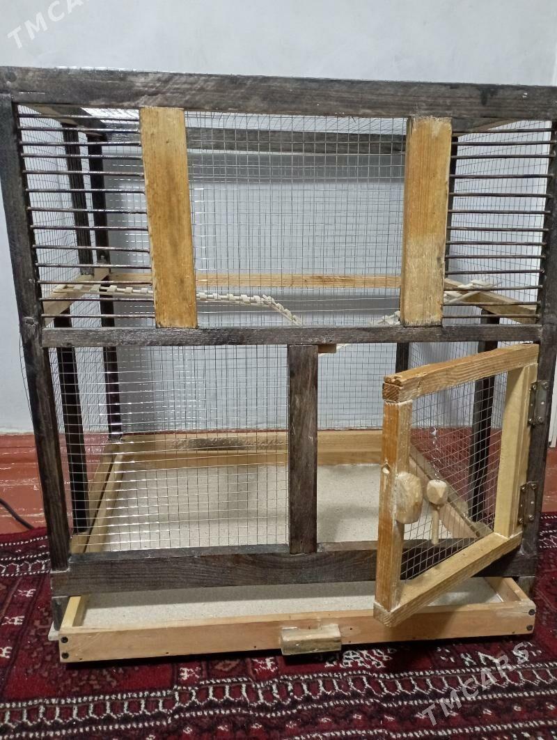 🦜 KUŞ KETEK 🦜 - Türkmenabat - img 2