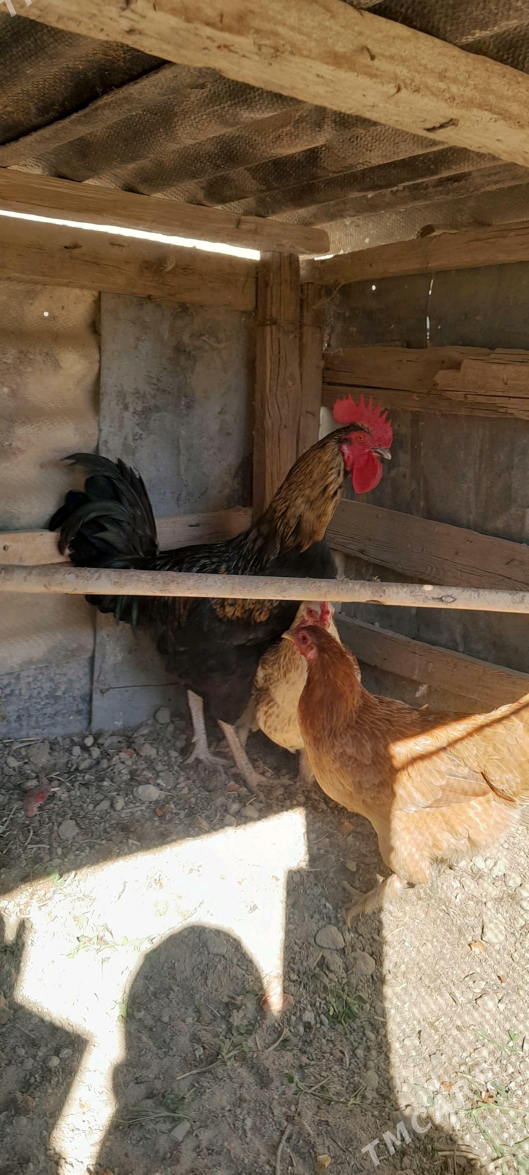 gigant horaz - Gökdepe - img 1