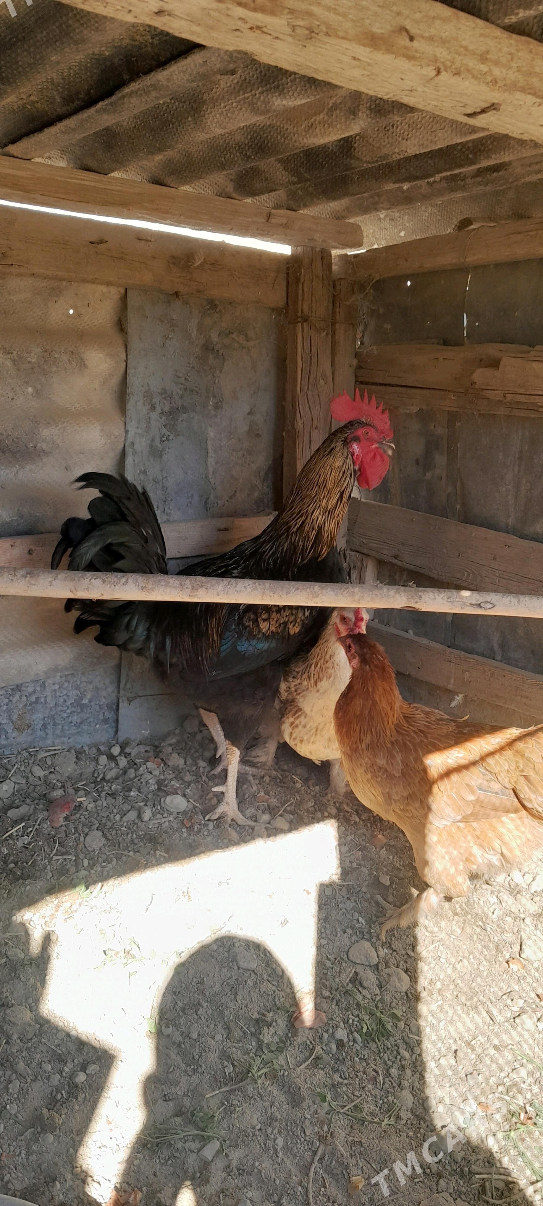 gigant horaz - Gökdepe - img 2