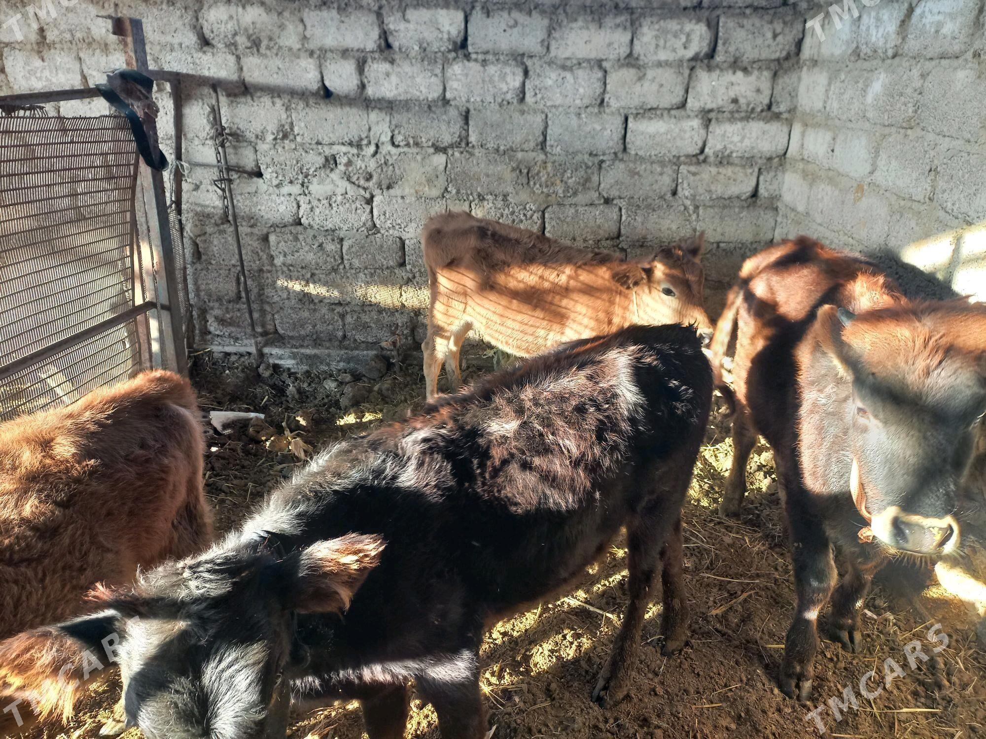 gole - Ýaşlyk - img 2