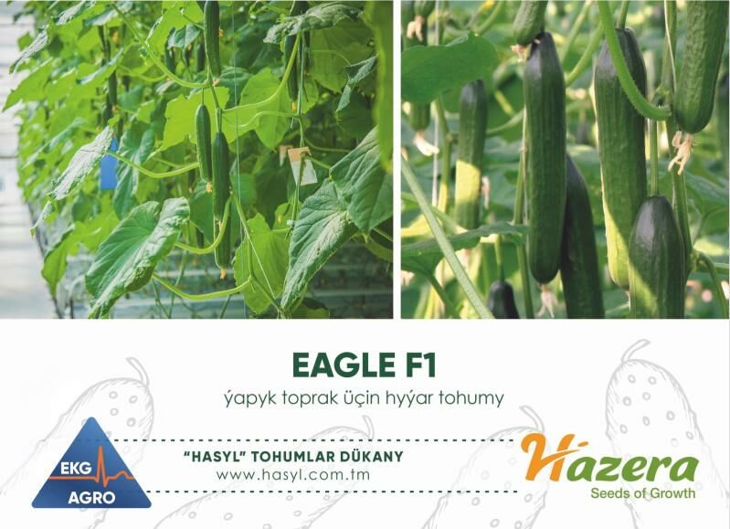 EKG AGRO (tohumlar we gazon) - Ашхабад - img 3