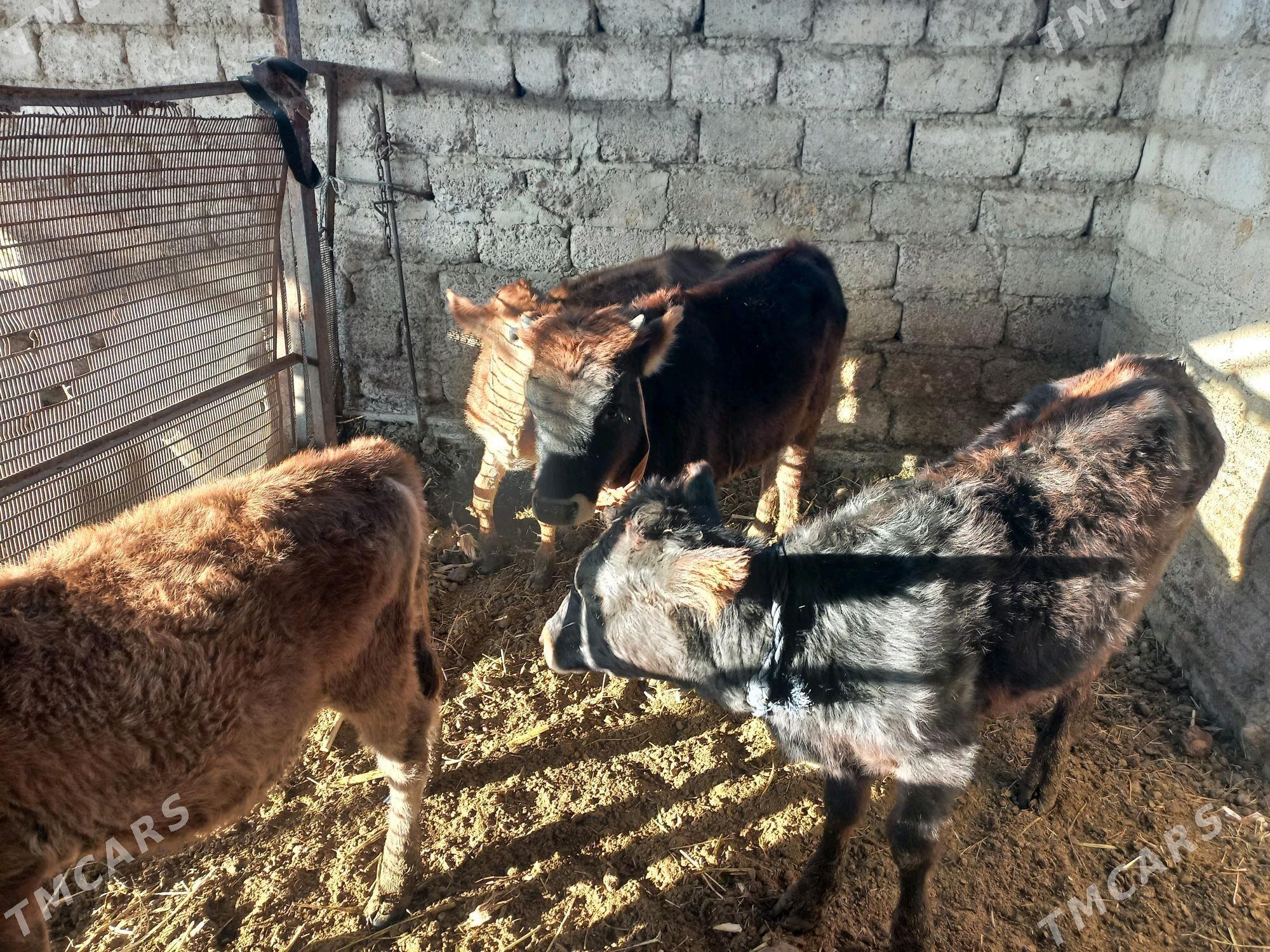 gole - Ýaşlyk - img 3