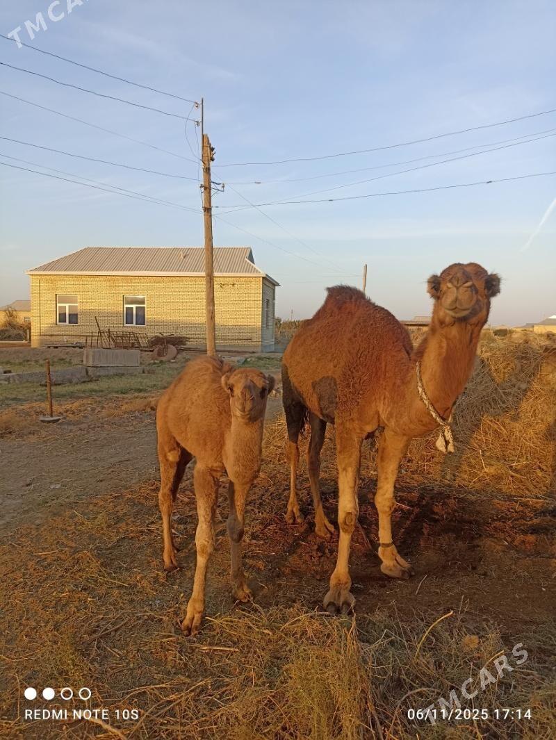 Satlyk düýe - Мары - img 1