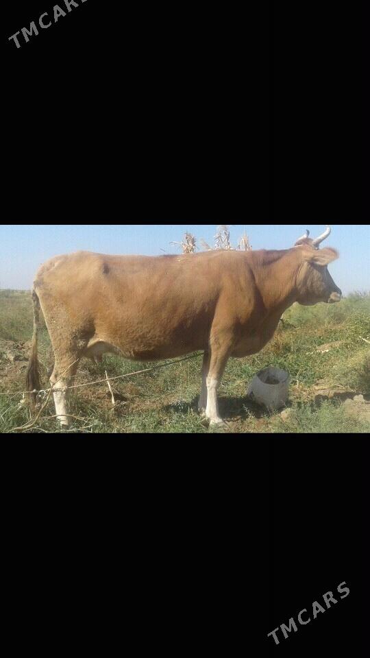 goleli sygyr - Теджен - img 1