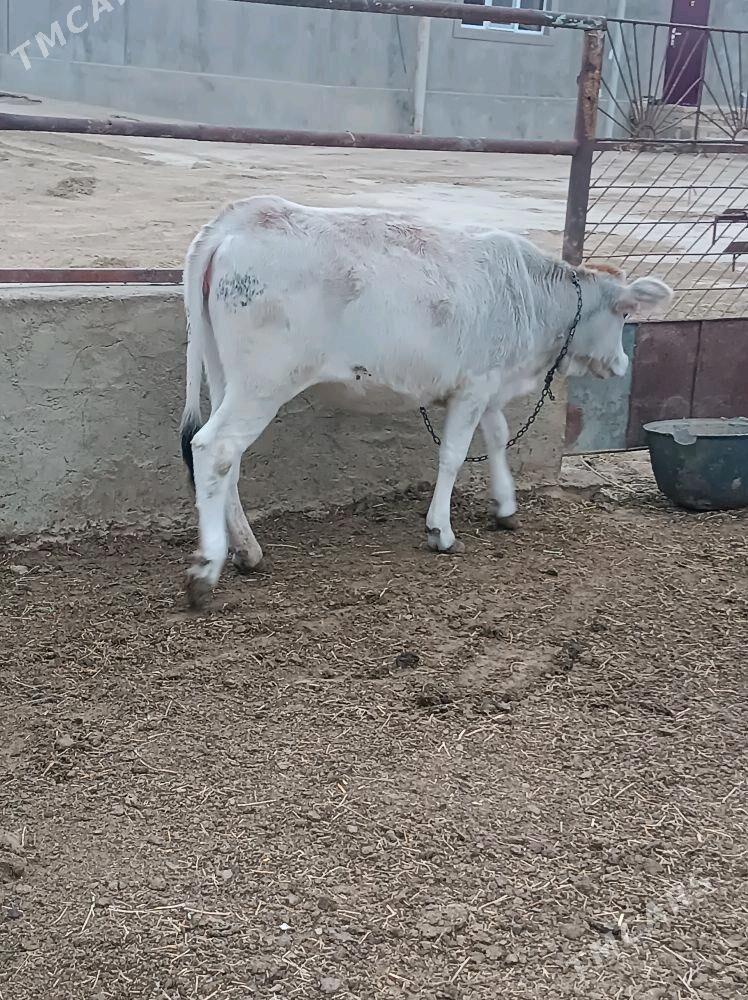 Bogaz sygyr okuz - Etrek - img 3