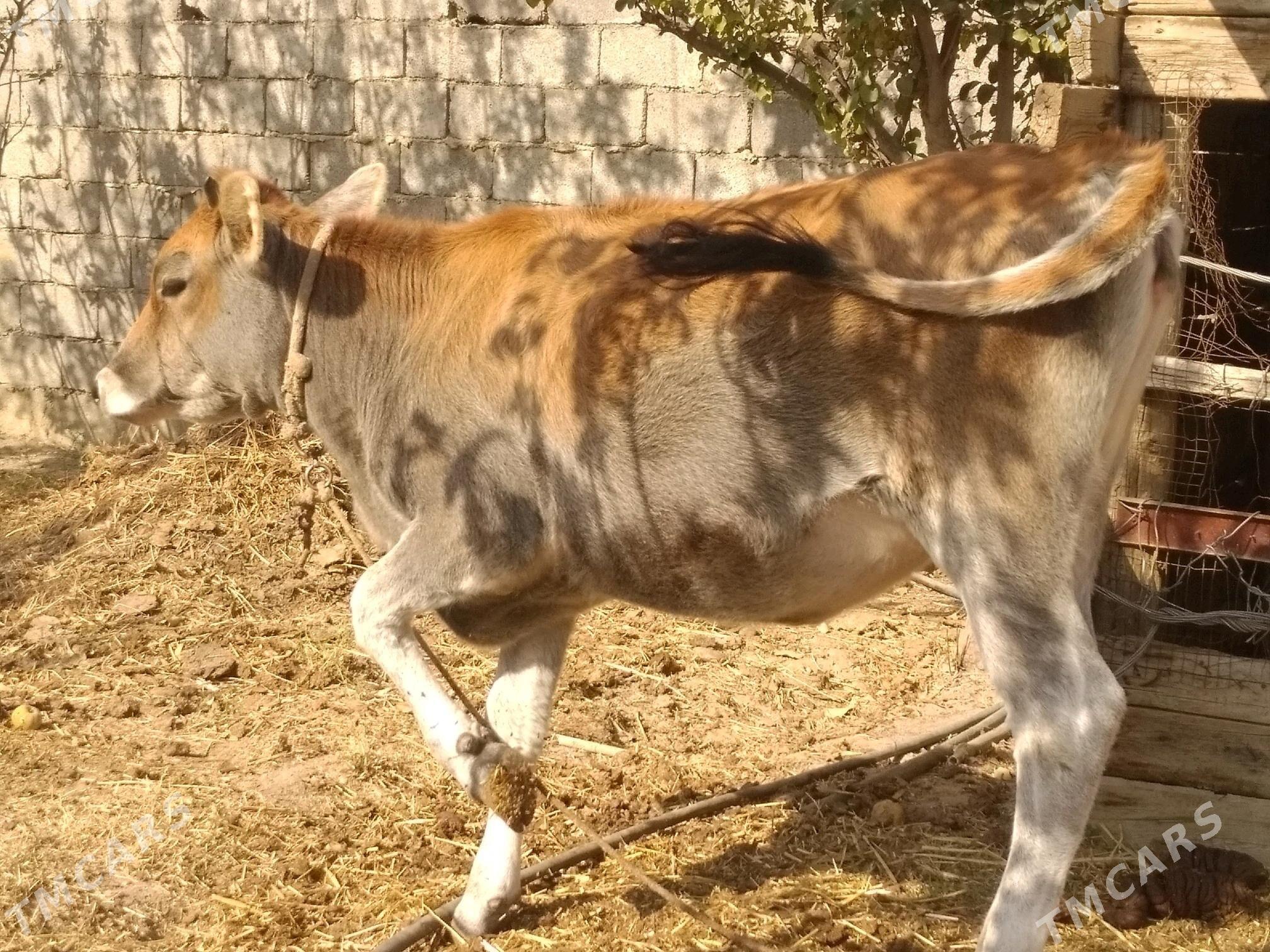 Tuwe 2 Okuz 1 - Анев - img 4