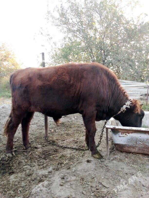 ökuz - Бахарден - img 2