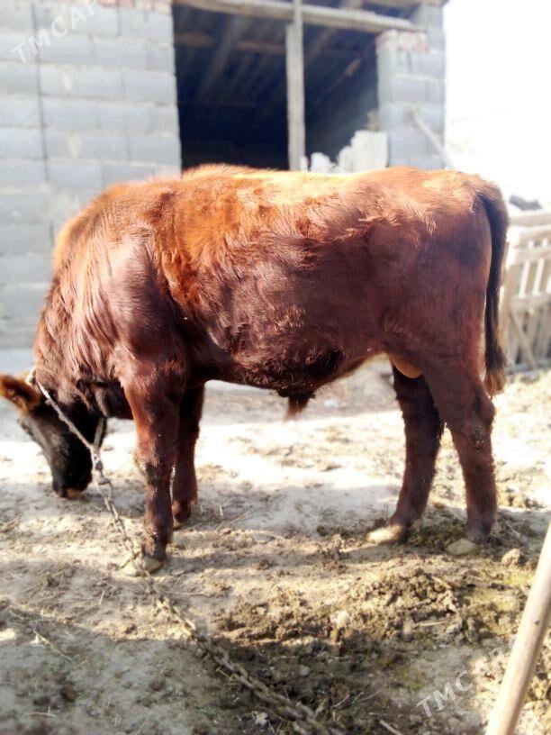 ökuz - Бахарден - img 5