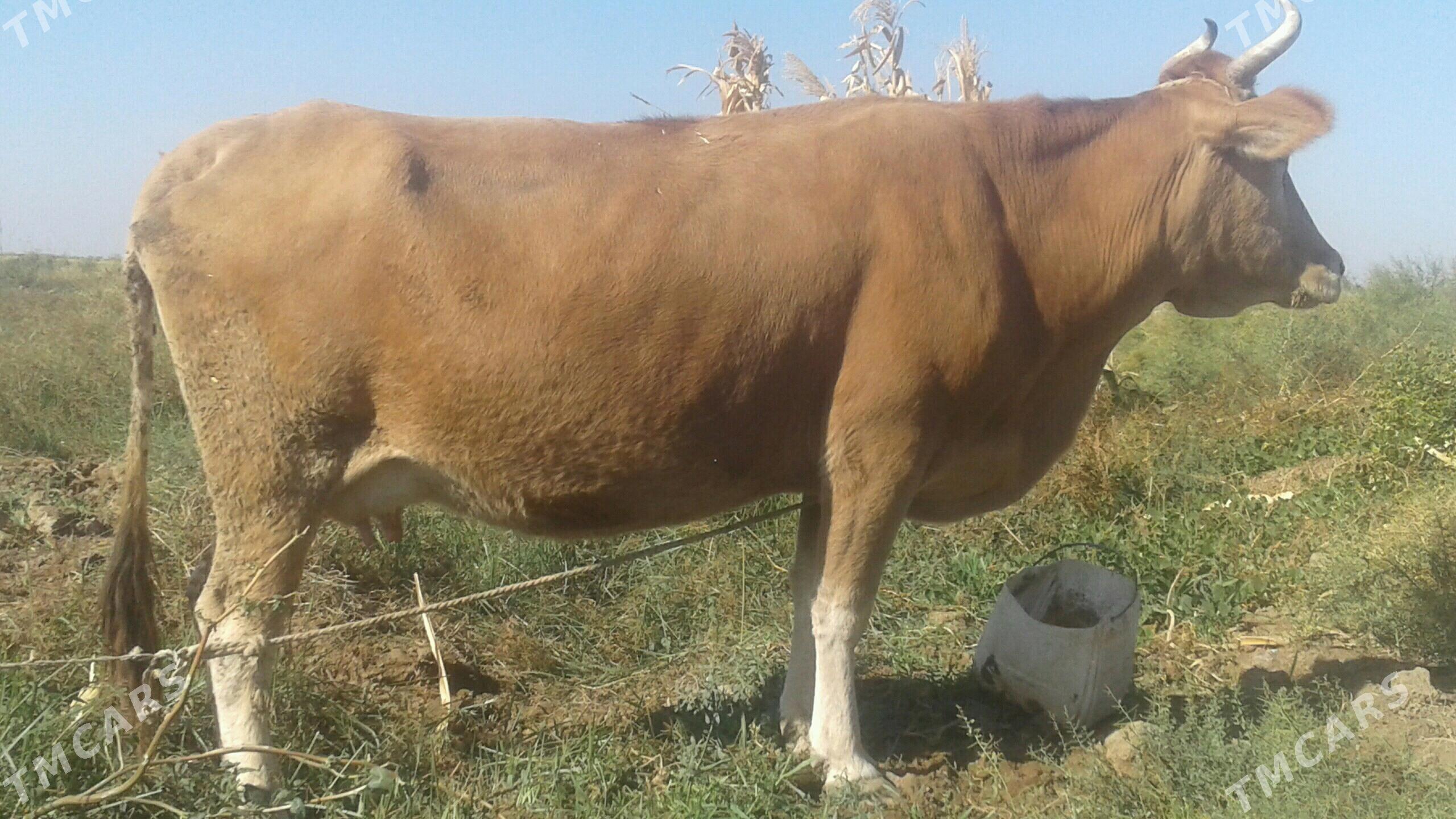 goleli sygyr - Теджен - img 3