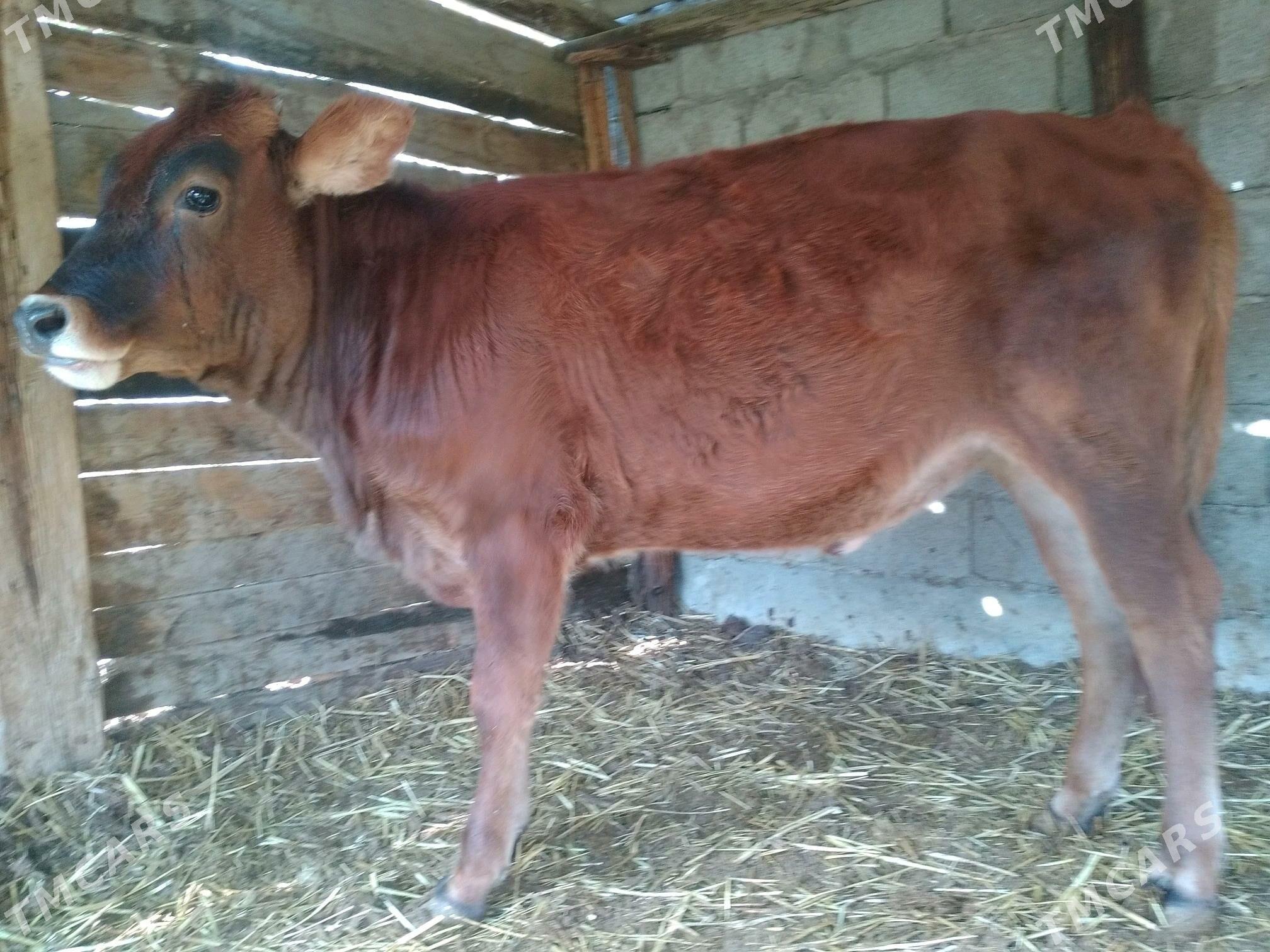 Tuwe 2 Okuz 1 - Анев - img 2