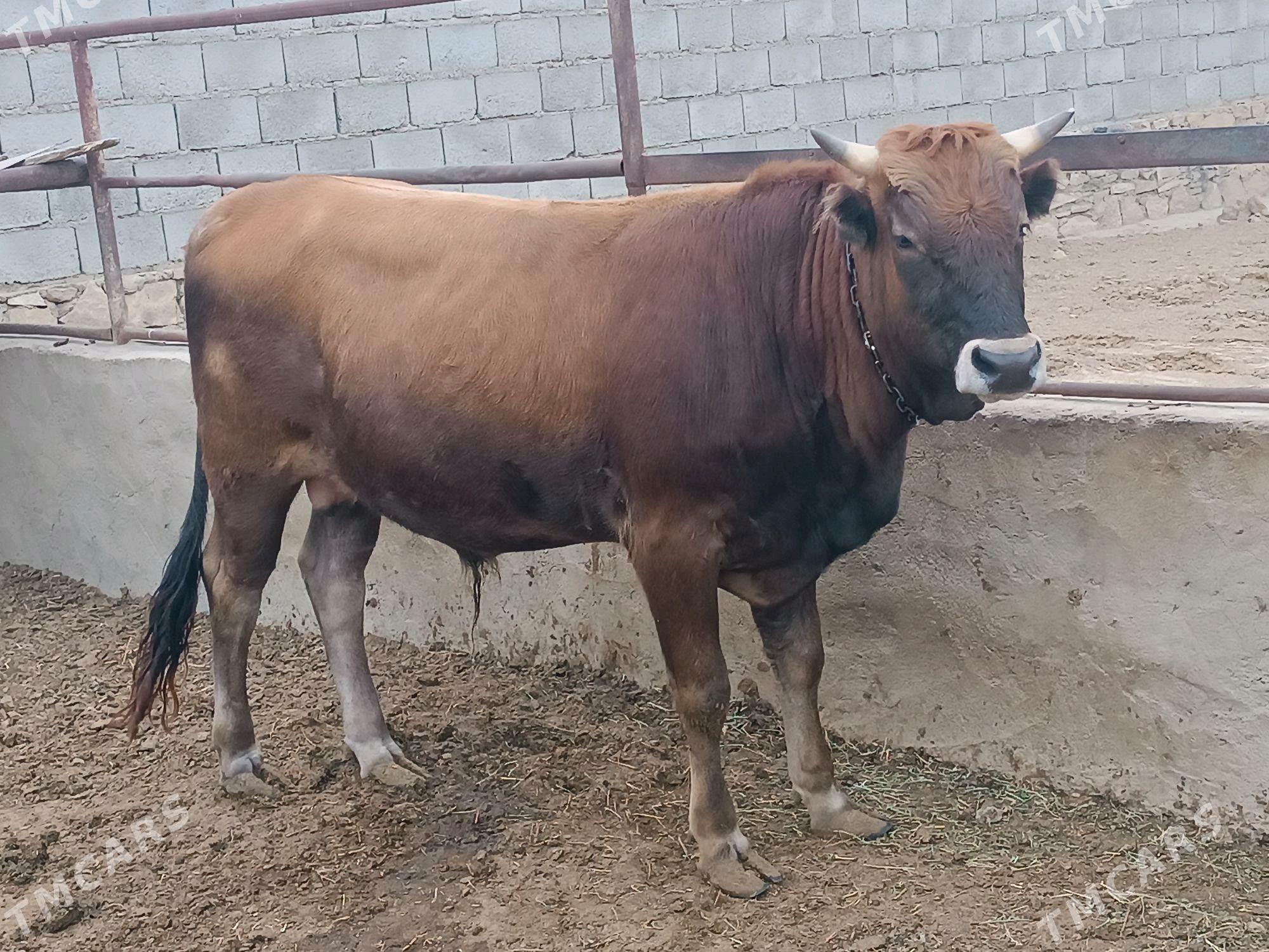 Bogaz sygyr okuz - Etrek - img 4