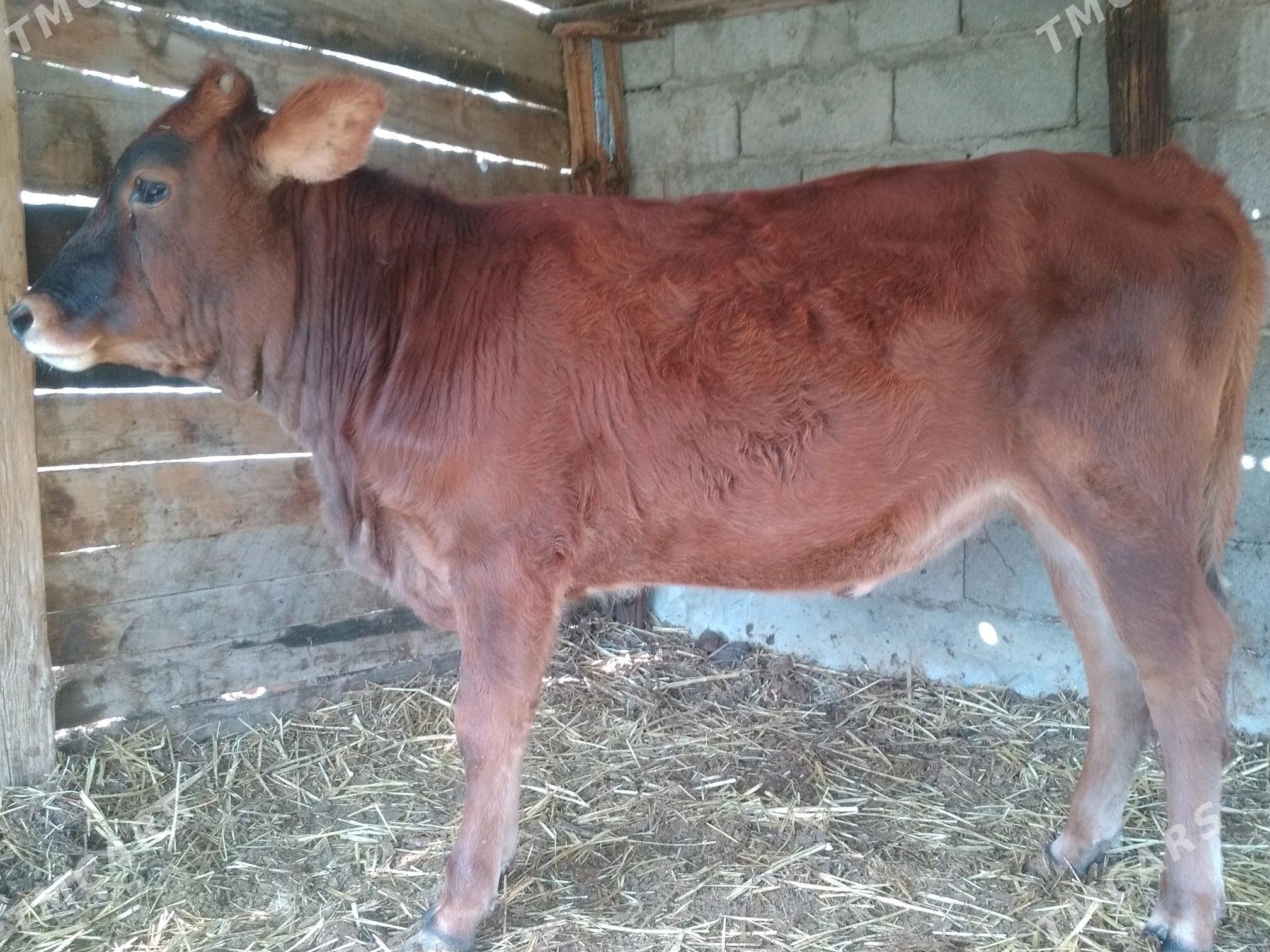 Tuwe 2 Okuz 1 - Анев - img 1