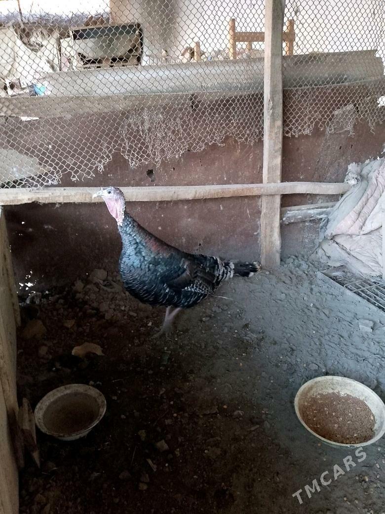 İNDUK MÄKİ - Теджен - img 3