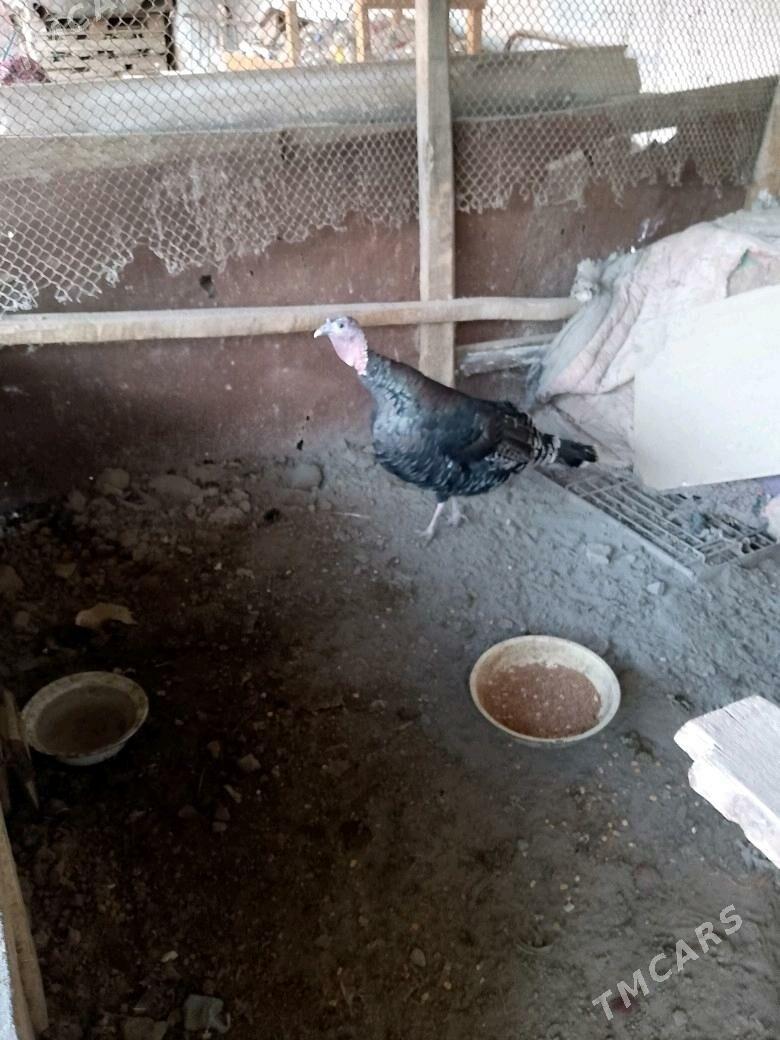 İNDUK MÄKİ - Теджен - img 2