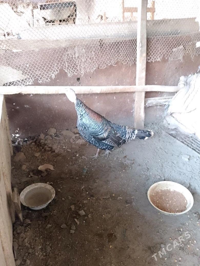 İNDUK MÄKİ - Теджен - img 1