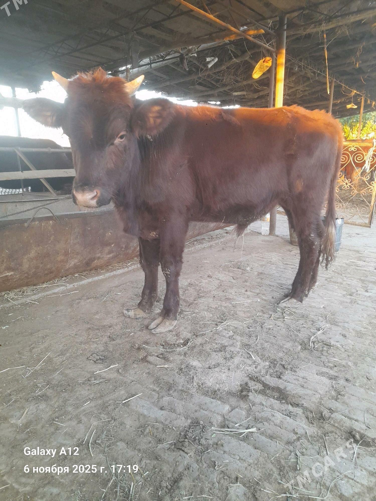 окуз - Чарджоу - img 3