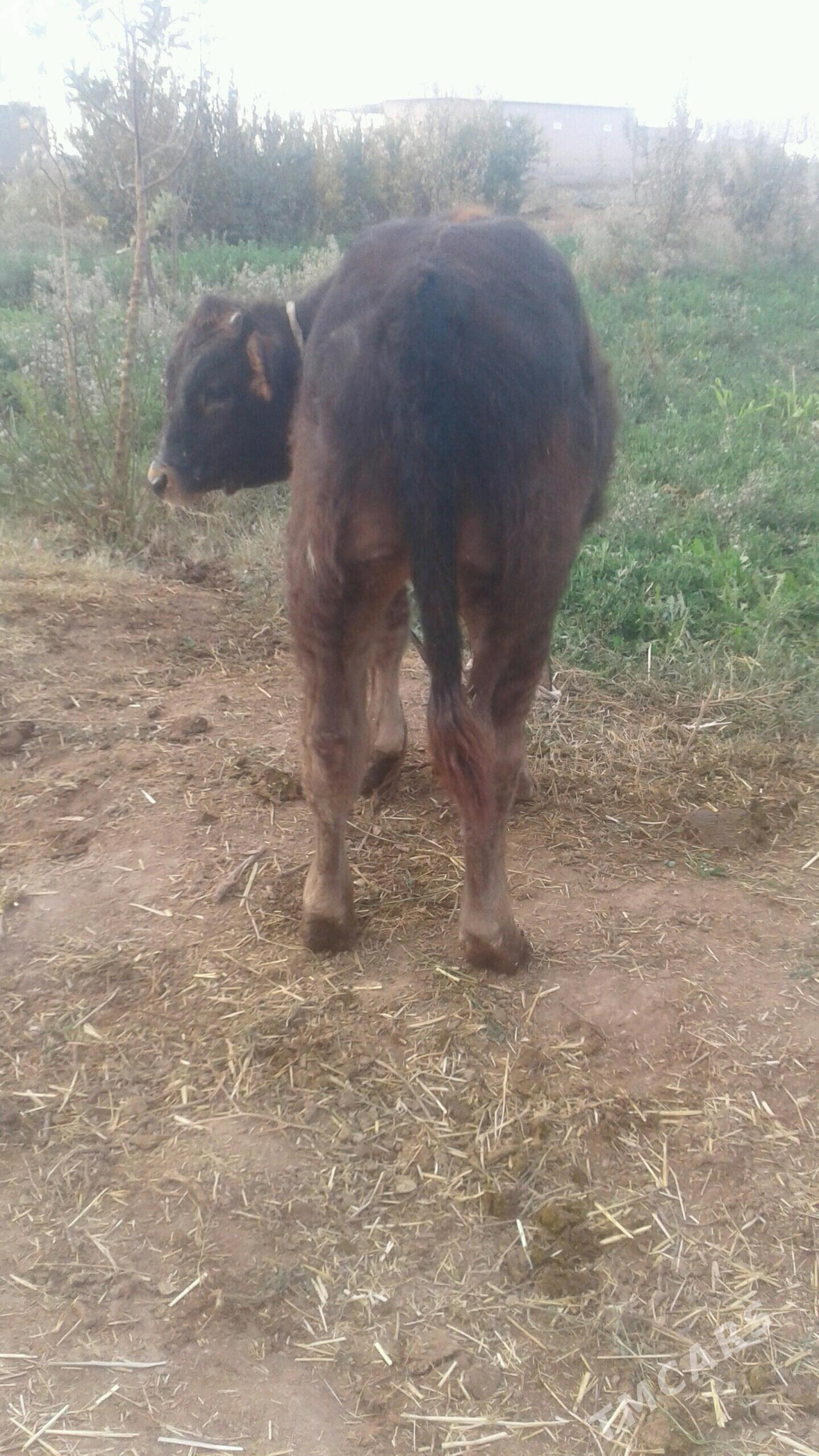 goleli sygyr - Теджен - img 4