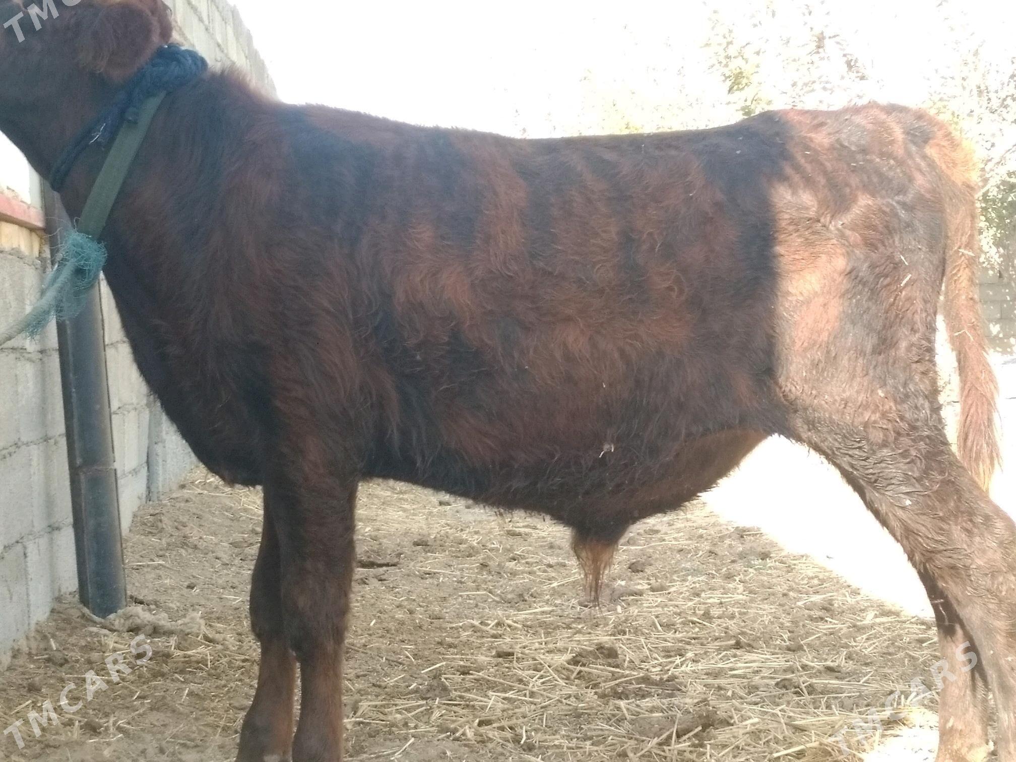 Tuwe 2 Okuz 1 - Анев - img 5