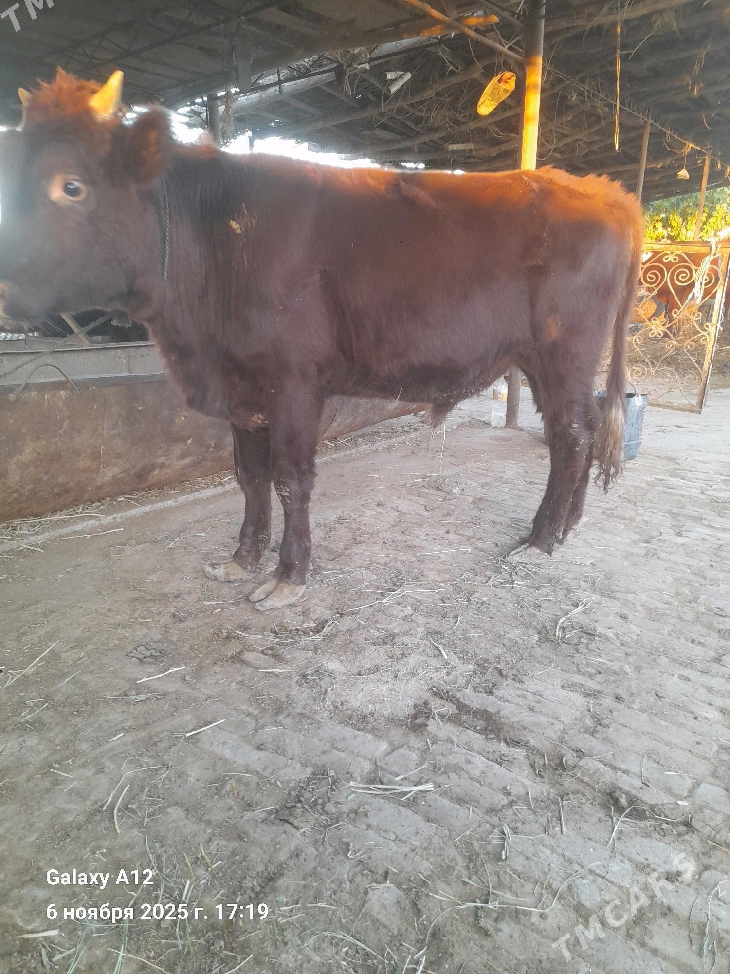 окуз - Чарджоу - img 2