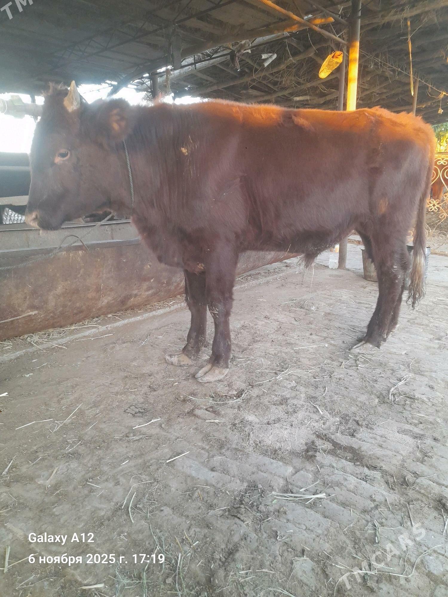 окуз - Чарджоу - img 1