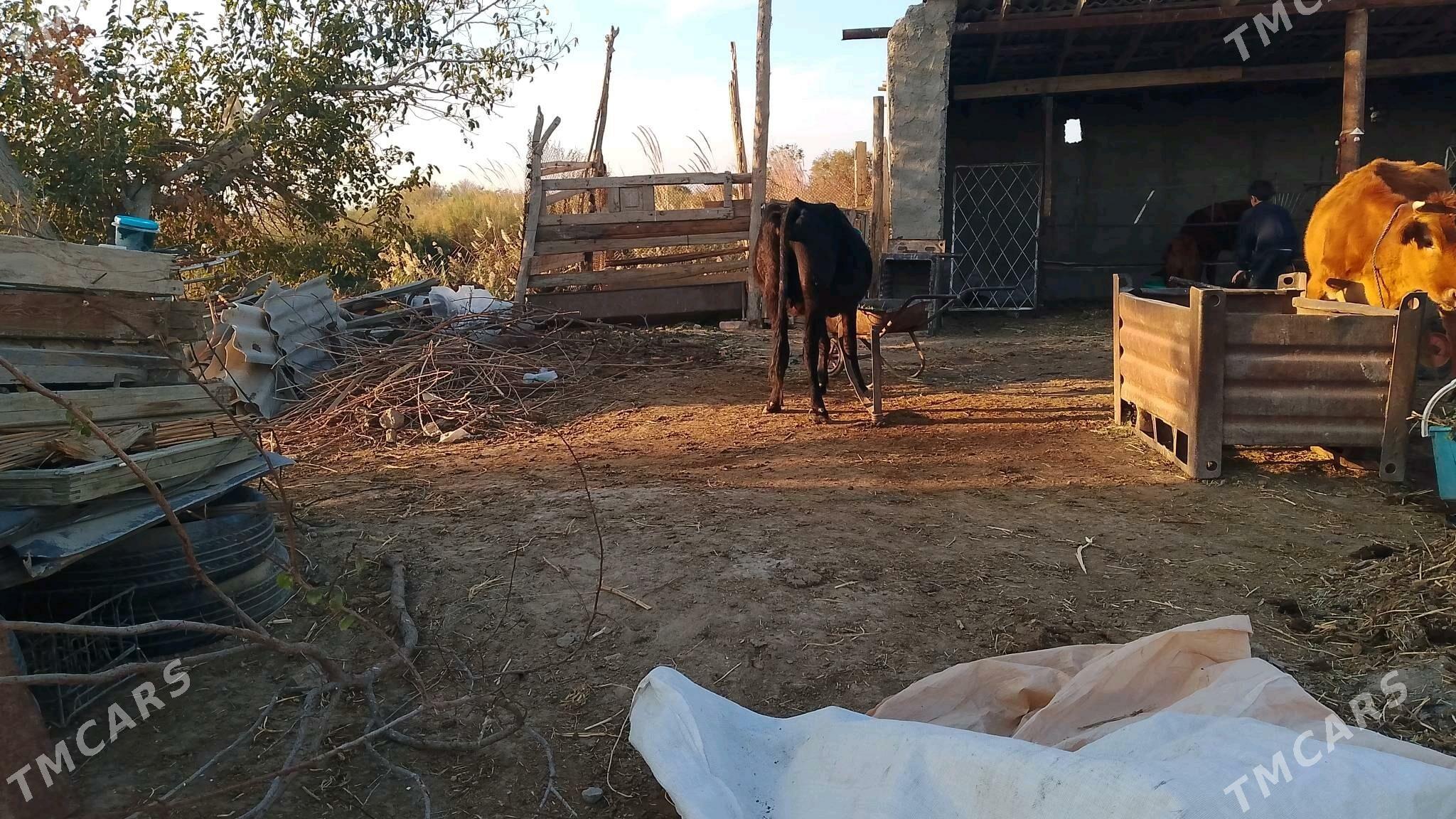 goleli sygyr - Байрамали - img 1