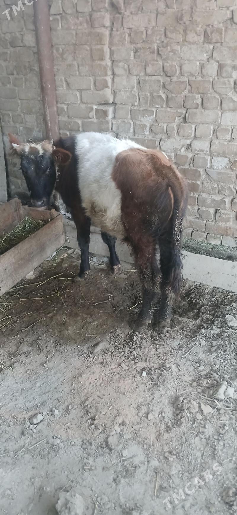 okuz - Анев - img 1