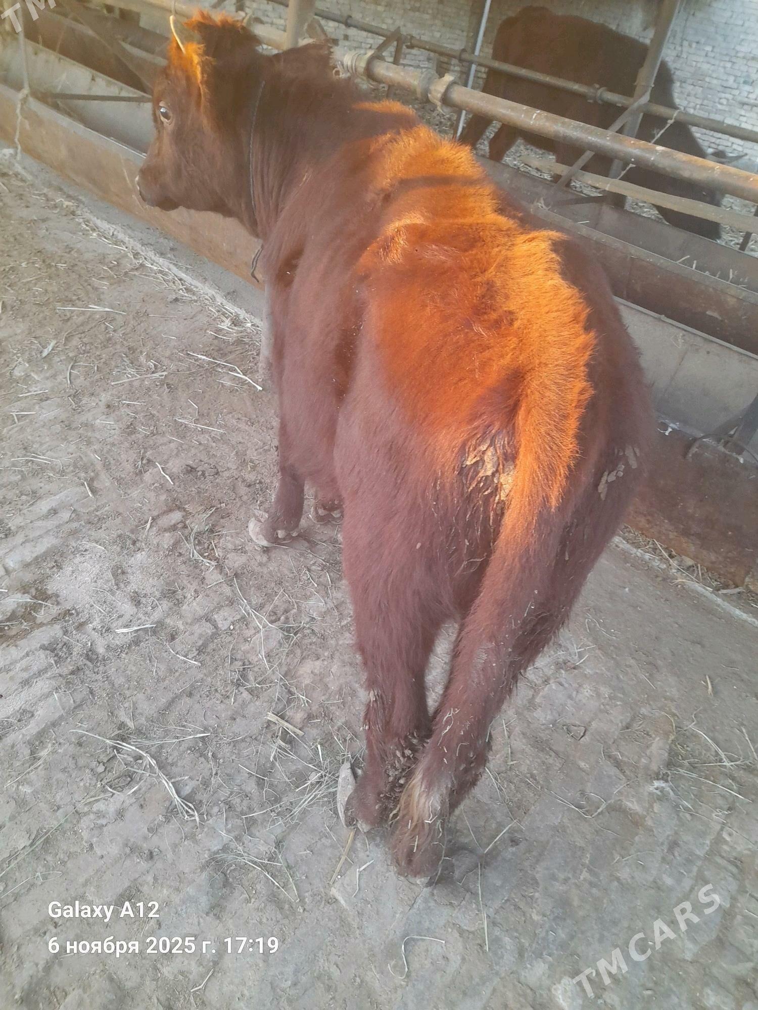 окуз - Чарджоу - img 4