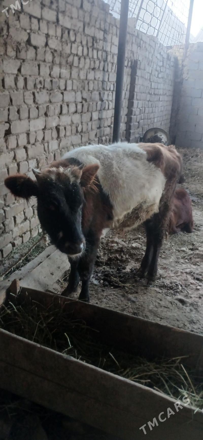 okuz - Анев - img 2