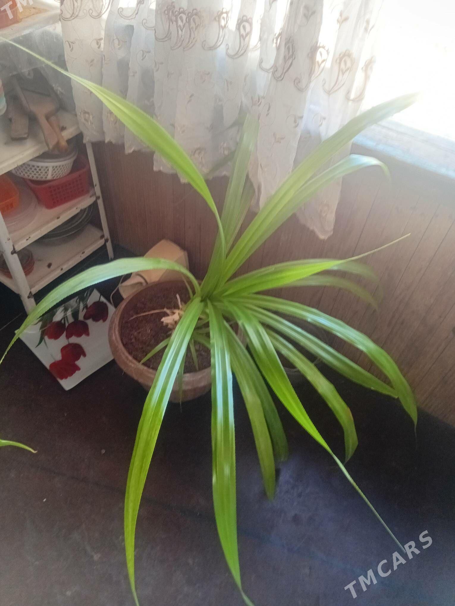 комнатные цветы - Aşgabat - img 7