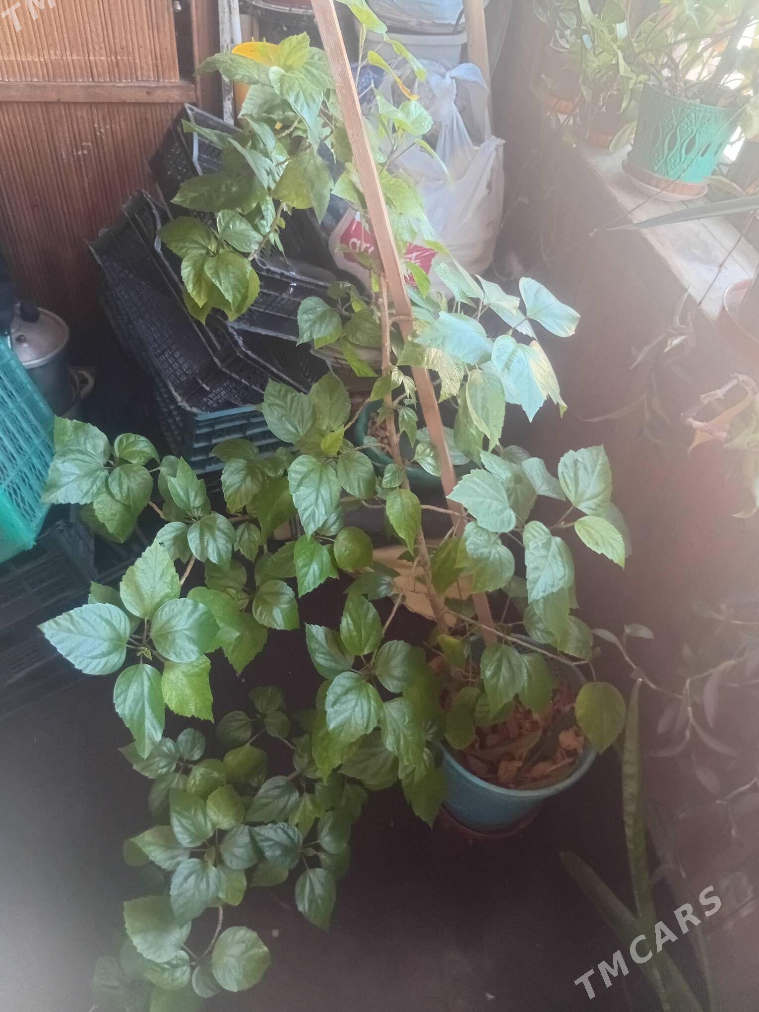 комнатные цветы - Aşgabat - img 4