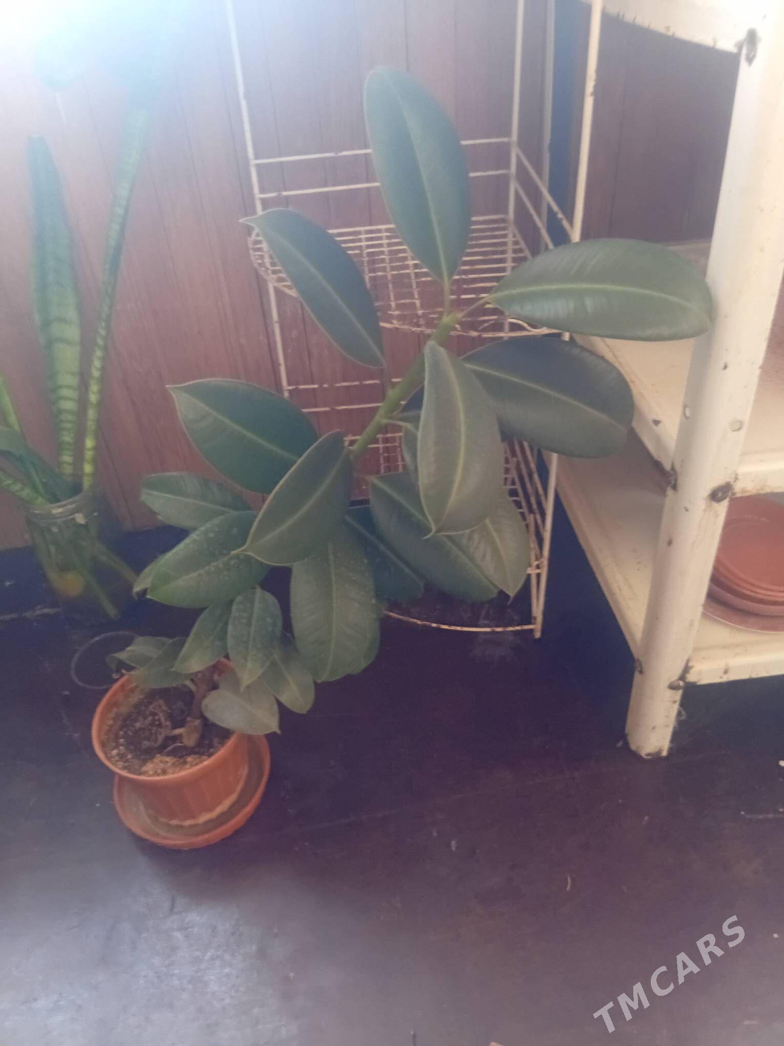 комнатные цветы - Aşgabat - img 6