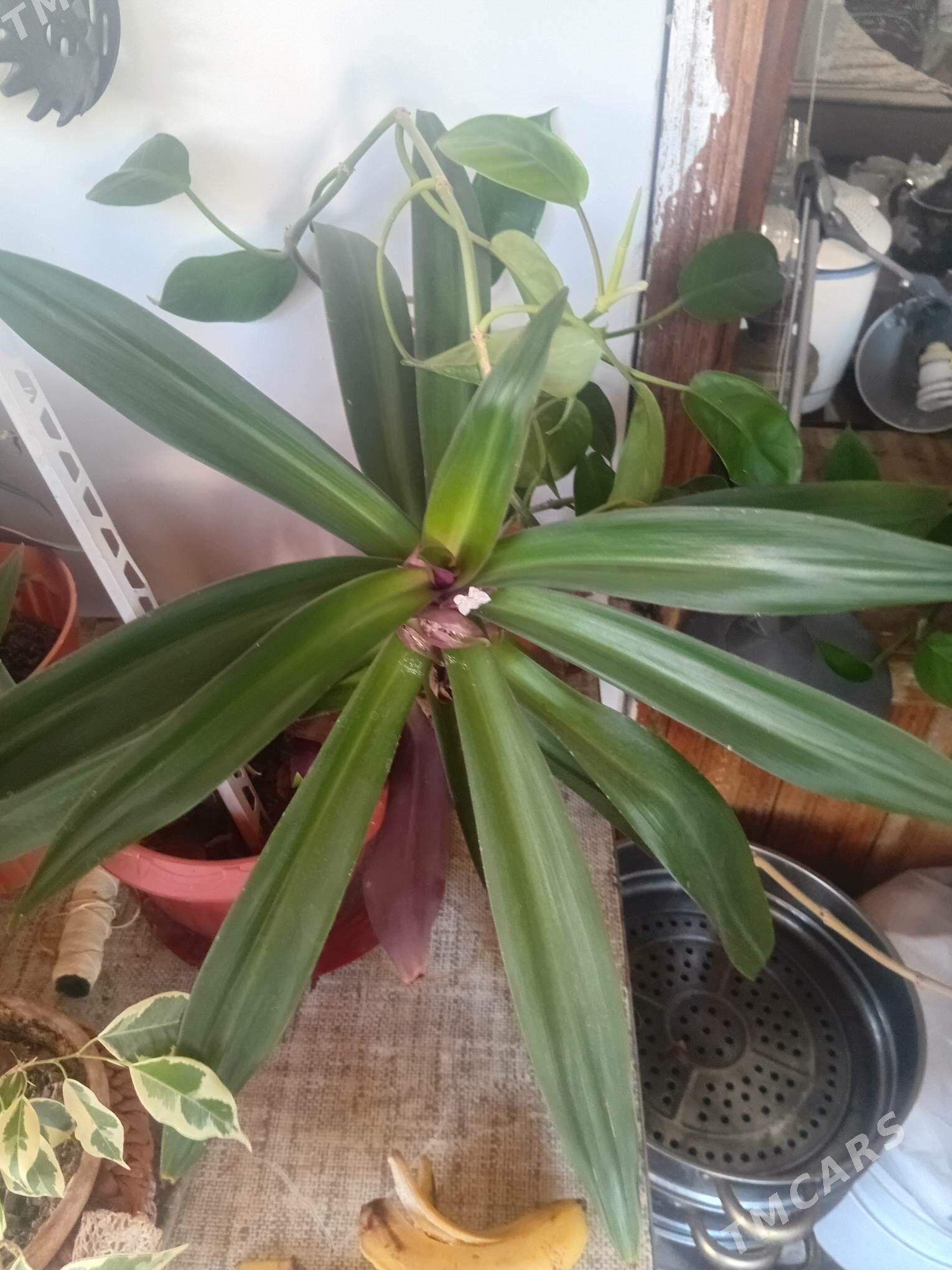 комнатные цветы - Aşgabat - img 5